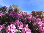 Nature And Flowers In The Park Stock Photo