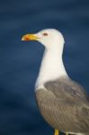 Seagull Bird Stock Photo