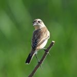 Eastern Stonechat Stock Photo