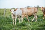 Country Cows Stock Photo