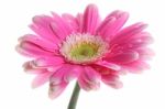 Fresh Pink Gerbera With Dew Stock Photo