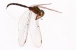 Dragonfly Isolate On White Stock Photo