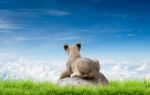 Baby Lion Sit On The Rock Stock Photo