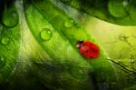 Ladybug Abstract Stock Photo