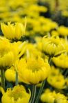 Close Up Yellow Chrysanthemum Flowers In Garden Stock Photo