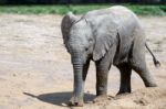 African Elephant (loxodonta) Stock Photo