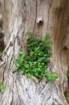 Plant In The Old Stump Stock Photo