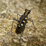 Salt Creek Tiger Beetle Stock Photo