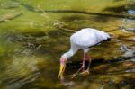 Fuengirola, Andalucia/spain - July 4 : Yellow-billed Stork (myct Stock Photo