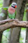 Red-breasted Parakeet Stock Photo