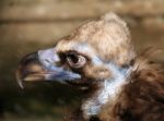 Black Vulture In The City Zoo Stock Photo