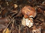 Collection And Preparation Of Autumn Edible Mushrooms Stock Photo