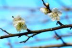 White Apricot Blossom With Blue Sky Stock Photo