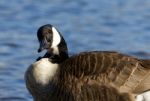 Unordinary Portrait Of A Canada Goose Stock Photo