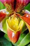 Slipper Orchid ( Paphiopedilum ) Exotic Flowers Stock Photo