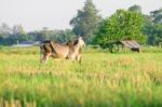 Thai Native Breed Cow On Grass Stock Photo