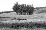 Country Cows Stock Photo