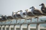 Group Of Seagulls On Pier Stock Photo