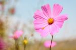 Pink Cosmos In Garden Stock Photo