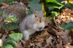 Squirrel Stock Photo