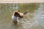 Puppy Collie On The Beach Pet Friendly Stock Photo