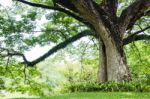 Big Tree With Fresh Green Leaves Stock Photo