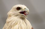 Brahminy Kite Stock Photo