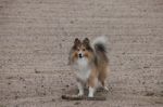 Shetland Sheepdog On The Sand Stock Photo