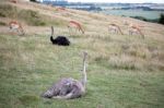 Common Ostrich (struthio Camelus) Stock Photo