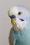 Common Pet Parakeet Stock Photo