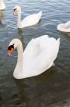 Two White Swan Birds On The River Stock Photo