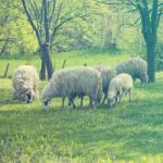 Sheep And Lamb On Green Field Stock Photo