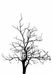 Dead Tree Without Leaves Isolated Stock Photo