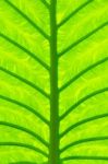 Taro Leaf Stock Photo