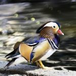 Mandarin Duck Stock Photo