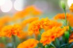 Marigold With Beautiful In Garden Stock Photo