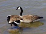 Two Cackling Geese Stock Photo