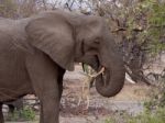 African Elephant Stock Photo