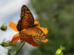 Butterfly Resting On A Flower Stock Photo