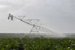 Irrigation Of Corn Field Stock Photo