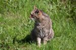 Scottish Wildcat Stock Photo