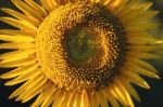 Sunflowers In A Field In The Afternoon Stock Photo