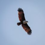 Brahminy Kite, Haliastur Indus Stock Photo