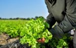 Vegetable Garden Stock Photo