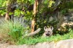 Hyena In The Zoo Stock Photo