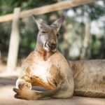 Kangaroo Outside During The Day Stock Photo