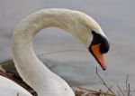 Beautiful Background With A Strong Mute Swan Stock Photo