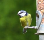 Blue Tit Stock Photo