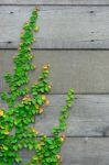 The Green Creeper Plant On The Wooden Wall For Background Stock Photo