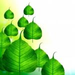 Green Bodhi Leaves Stock Photo